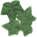 Four fresh green ivy leaves of different sizes arranged on a white background, overhead view