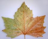 Tricolor maple leaf in shades of red, yellow and green changing color to mark the passing of summer into autumn or fall, on grey
