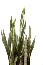 Sword like leaves of Mother in Laws Tongue or Sansevieria isolated on a white background