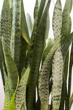 Background detail of the variegated sword shaped leaves of a Mother in Laws tongue