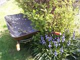 Wheelbarrow parked alongside a shrub in a flowerbed in a garden at the edge of a manicured lawn, conceptual of nature and gardening