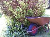Wheelbarrow outdoors in a sunny garden parked at the side of a flowerbed with shrubs on a grassy lawn