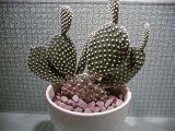 Decorative spiny cactus growing in a flowerpot with ornamental pebbles in front of a grey mosaic wall