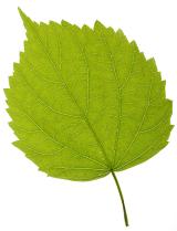 Isolated fresh green leaf on a white background showing the structure of the leaf and veins
