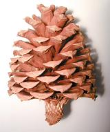 Dried brown pine cone shaped rather like a Christmas tree, close up side view on white with shadow