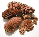Pile of assorted pine cones in different shapes and sizes from different species of tree on a white background