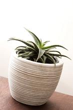 Small potted plant with spiky variegated green leaves in a ribbed white flowerpot viewed at an angle on a wooden table indoors