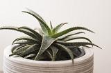 Potted ornamental aloe plant with variegated toothed leaves in a close up side view on white