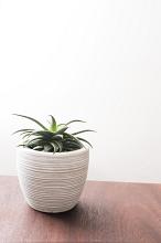 Potted ornamental aloe plant in a ribbed flowerpot standing on a table indoors with copy space on the white wall
