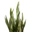 Snake Plant or Mother in Laws Tongue ornamental sword-shaped leaves isolated on white with copy space