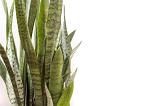 Variegated sword like leaves of a Snake Plant or Sansevieria over a white background with copy space viewed close up