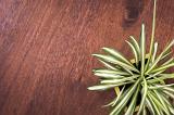 overhead view of the leaves of a potted variegated spider plant on a wooden table with copy space