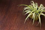 Variegated green and white spider plant in a colorful yellow pot on a wooden table with copy space