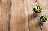 Two potted succulents with copy space on a wooden table view high angle