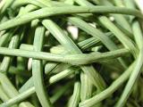 Background texture of random woven green rushes, close up full frame