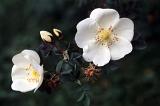 Delicate white dog roses with buds growing on a bush over a dark background, close up view