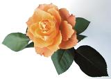 Single beautiful delicate orange rose with fresh green leaves on a white background, symbolic of love and romance