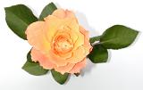 High Angle View of Delicate Feminine Peach, Pink and Yellow Colored Rose Bloom with Green Leaves Isolated on White Background