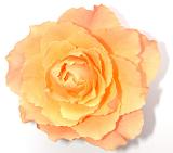 Perfect single orange rose picked and placed on a white background, close up view for an anniversary or romantic theme