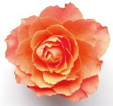Beauty in nature - a perfect orange rose in close up detail over a white background, symbolic of love