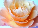 Macro view of the center of an orange rose with its delicate petals, romantic background for Valentines Day or an anniversary