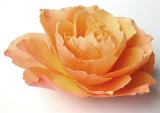 Delicate beauty of a single orange rose viewed low angle from the side on a white background