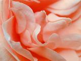 Floral background texture of coral pink rose petals in a close up view for a romantic or nature themed concept