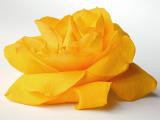 Close Up Profile of Bright Yellow Rose Bloom Cut and Featured on White Studio Background