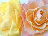 Close up Two Fresh Attractive Yellow and Pink Rose Flowers on White Background, Emphasizing Beautiful Petals