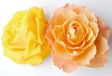 Two perfect fresh colorful roses in yellow and orange on a white background viewed from above