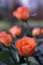 Deep orange red roses growing on a bush outdoors in a garden with focus to a single fresh rose in the foreground and shallow def, suitable for a romantic greeting