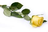 Isolated solitary yellow rose lays against white background with a cut stem and several leaves