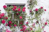 Scenic view of tall rose bush with pink flowers growing against stucco exterior building wall