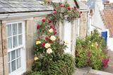 Picturesque view of quaint village home with rose bush growing against the building