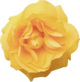 Isolated fresh yellow rose viewed from above on a white background for nature, floral or romantic themes