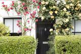 Cottage door with trailing red and yellow roses forming a decorative arch over the wall viewed between two neat trimmed hedges