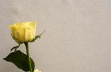 Single yellow rose over textured paper or parchment placed to the left side with copy space