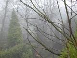 Foggy winter garden with bare leafless branches of deciduous trees and evergreen cypresses in the ethereal mist