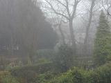 Scenic View of Lush Green Garden Filled with Plants and Vegetation on Foggy Rainy Day