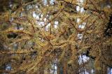 close up on a larch branch with golden yellow autumn needles