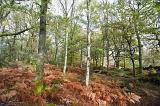 Autumn or fall woodland landscape with brown bracken carpeting the floor beneath the trees marking the changing season