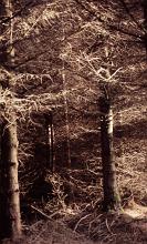 Sepia Image of Coniferous Evergreen Trees in Dense Forest