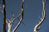 Dead tree branches against a clear sunny blue sky showing the life cycle of plants in nature