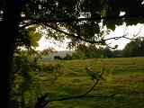 View of Single Cow Grazing in Rural Country Field Through Branches of Lush Green Tree with Farm in Background