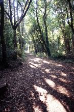 Deserted footpath through the forest with dappled shade and sunlight between leafy green trees, low angle view