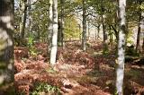 Forest glade with bracken growing between the tree trunks in soft dappled light in a scenic landscape
