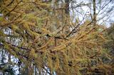 yellow coloured larch needles in autumn