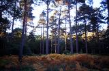 last light of day in a pine woodland with side light on the trees and shade on the forest floor