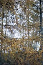 Close Up of Yellow Pine Tree Larch in Deciduous Evergreen Forest, Ideal for Backgrounds