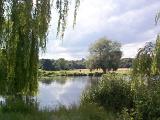 Tranquil rural pond reflecting the sky surrounded by weeping willows in a scenic landscape